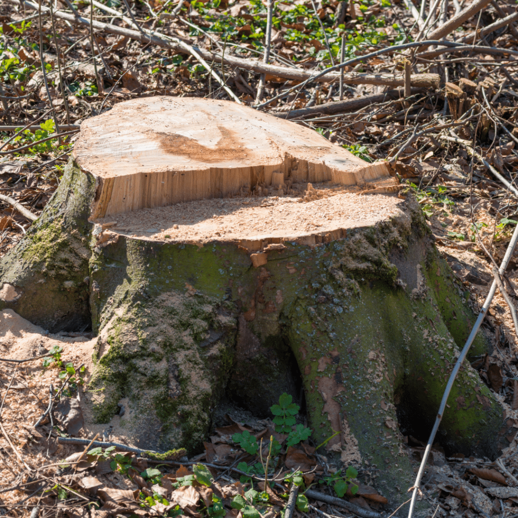 Stump Removal Howell Tree Removal