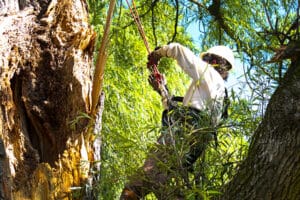 Howell Tree Removal | Tree Service Waynesville, NC